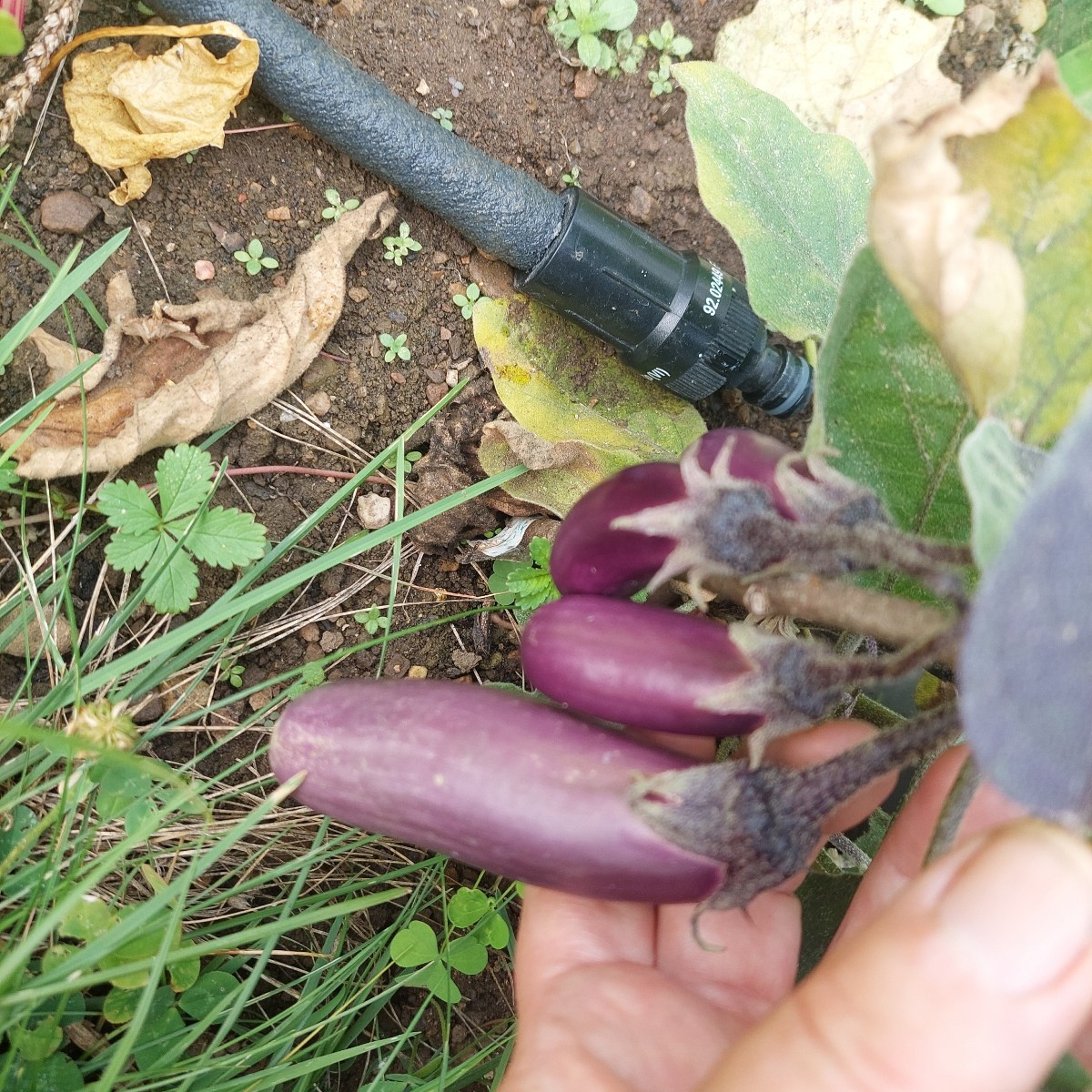 #Einkaufenimgarten
Die Tomaten werden mehr. So schön bunt.
Mal sehen, was mir von den Schnecken(?) vom Weißkraut übrig …