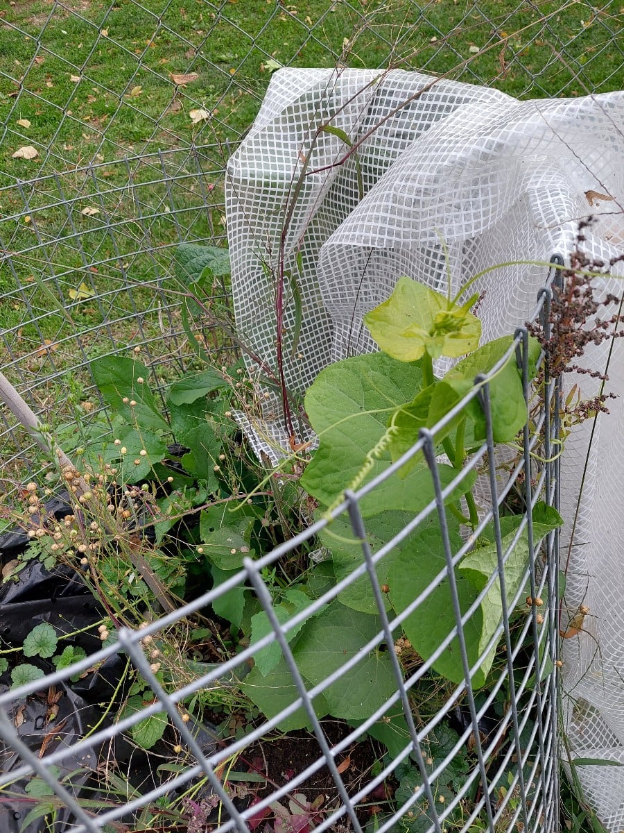 Jetzt fängt meine Chayote an zu wachsen... versteh die einer... 