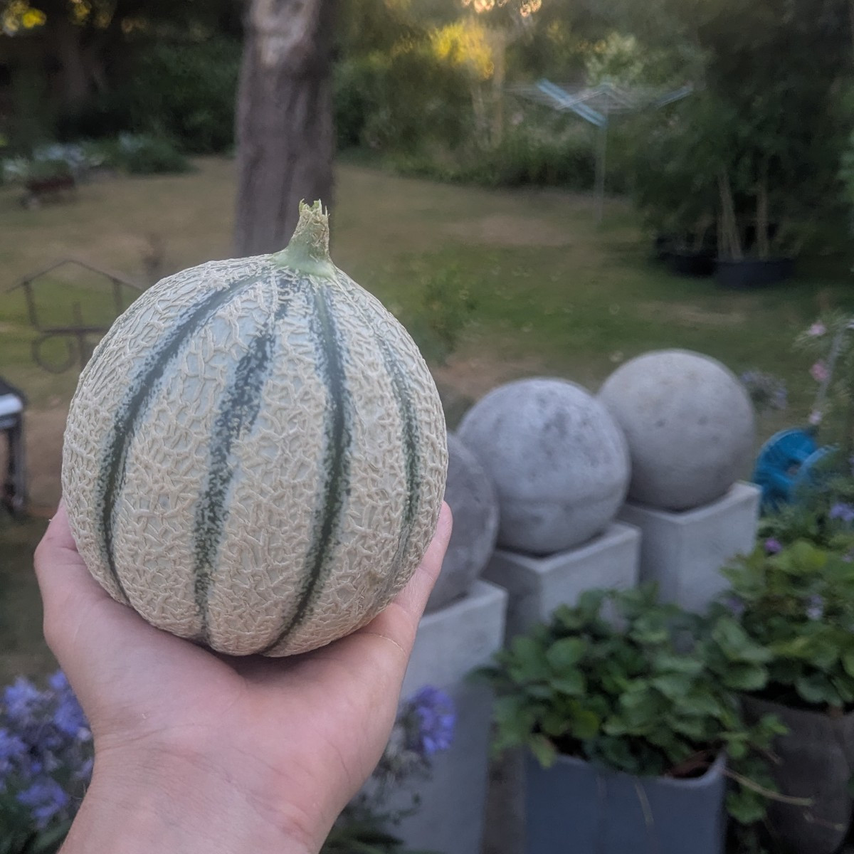 Kurzer Eindruck der Ernte diesen Jahres. Gurken reichen definitiv für das ganze Jahr. Geschätzte 30 kg bisher verarbeit…