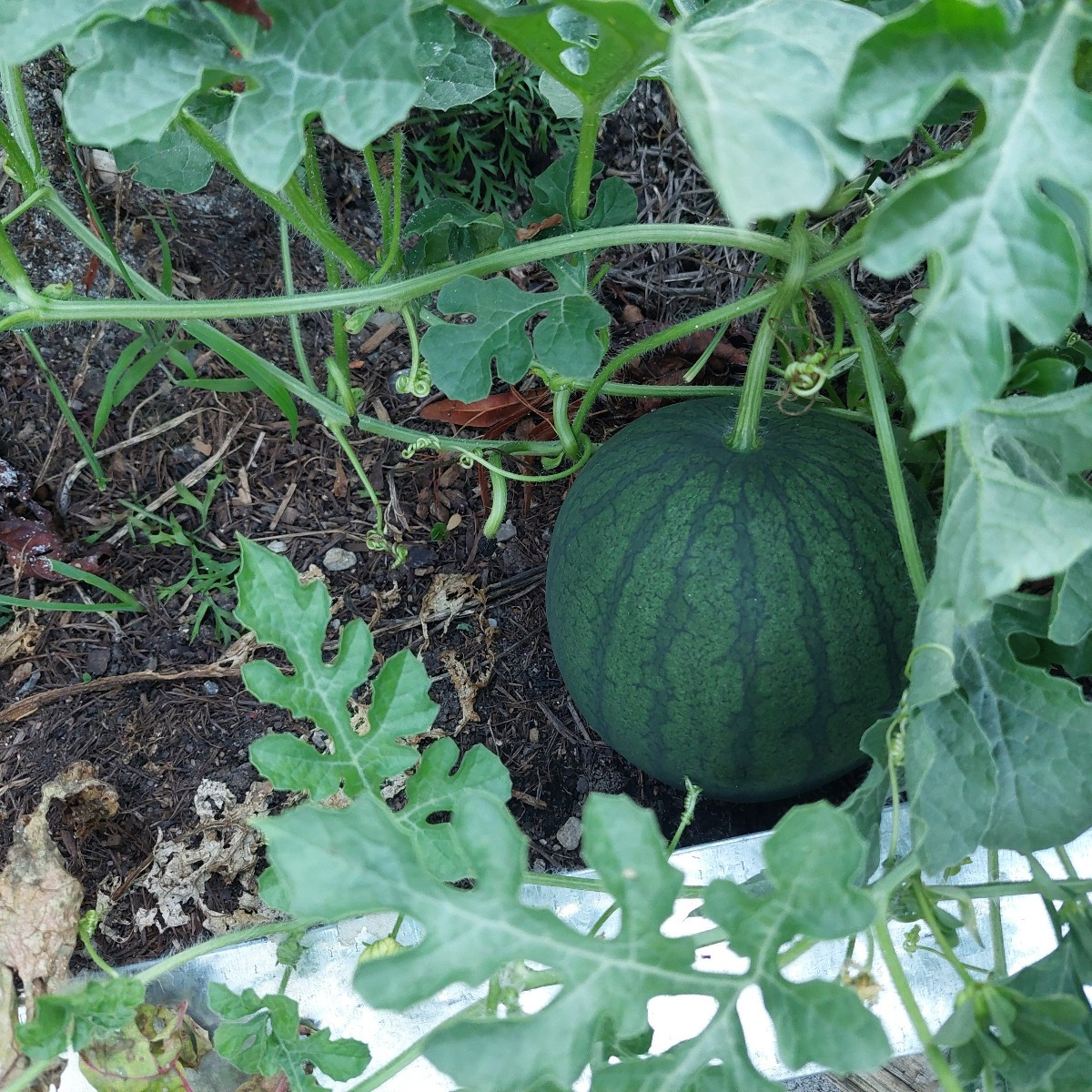 Kleines Melonen-Update:
Nachdem neulich die Melonenpflanzen bis auf ein paar Stängel vom Hagel abrasiert wurden, schaut…
