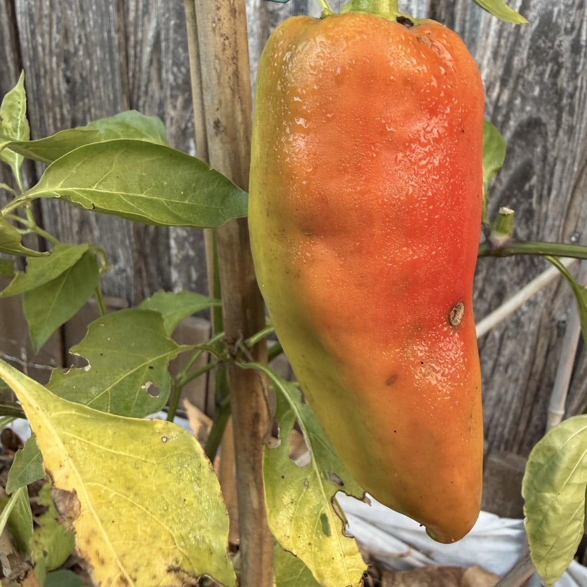 Ein bisserl was geht noch!
Die kleinen Snackpaprika von @Luc haben leider keinen Namen?? Und auch die gelbe Chili nicht…