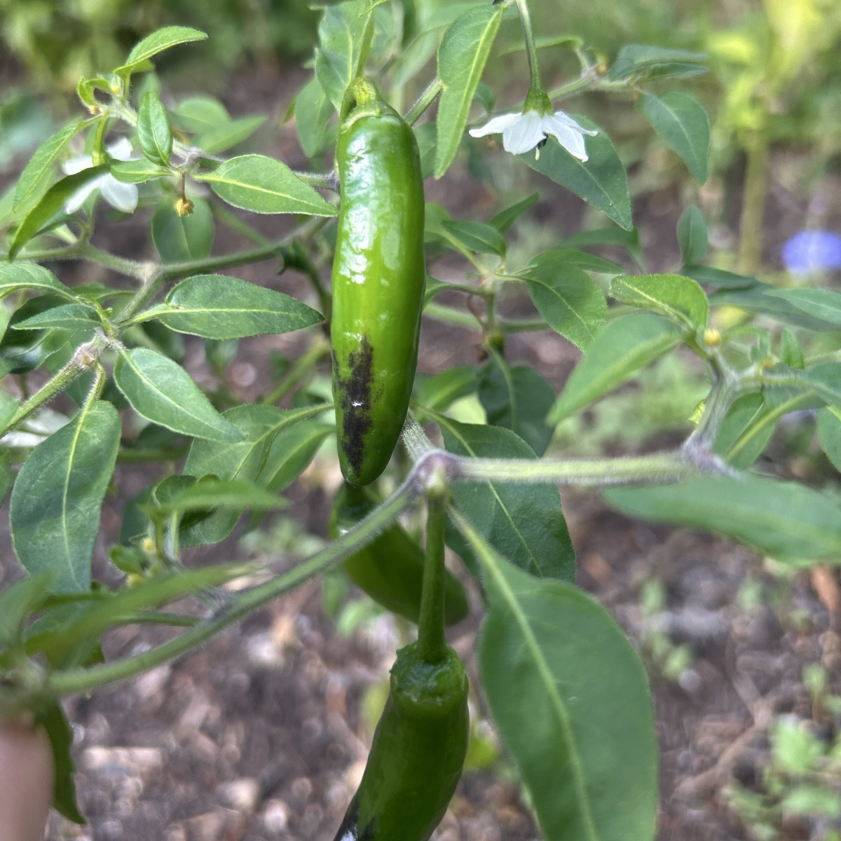 Ich knipse die verblühten Winden immer direkt ab damit mehr Kraft in die neuen Blüten geht. Das funktioniert 😇

Ist da…