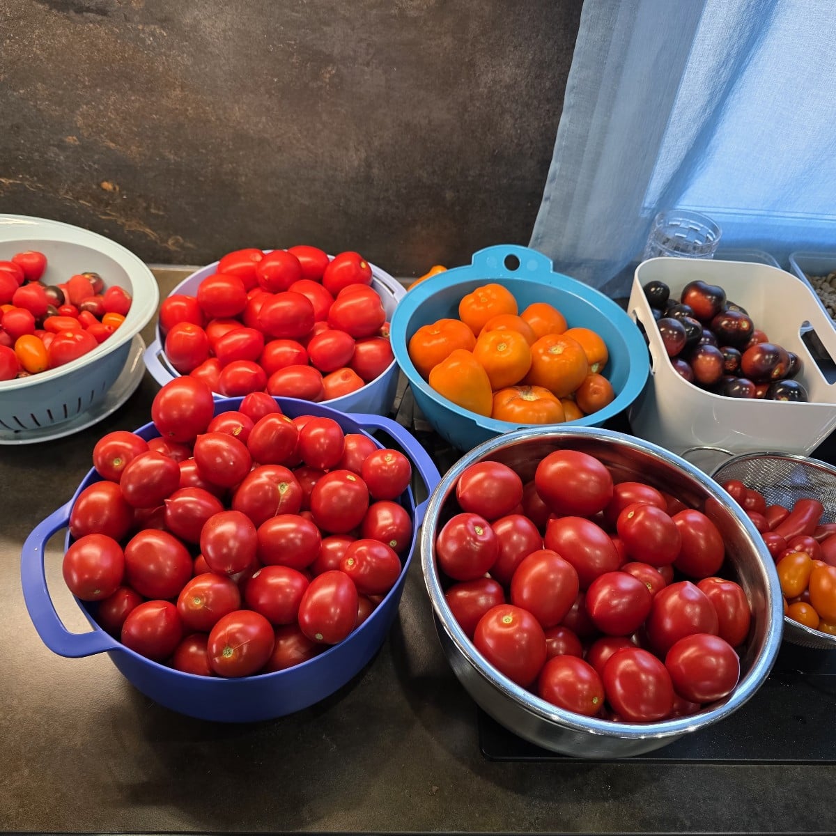 Hilfe!!!! Meine Tomaten explodieren!!!! Die wachsen jetzt wie wahnsinnig. 😵‍💫😁
Die schwarze Sorte hat uns voll überr…