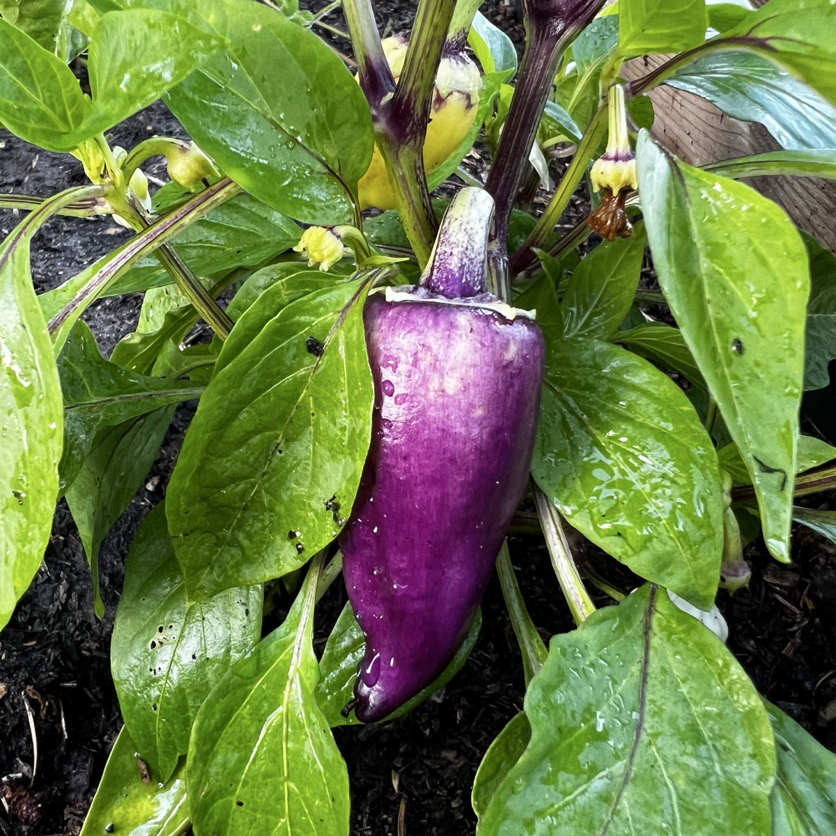Lila Spitzpaprika und lila Blumenkohl 

Mehr besondere Gemüsesorten auf Instagram: Wildwuchs_gefluester 😊