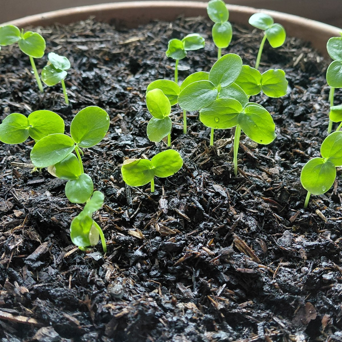 Jetzt geht's ab 😅 mit den Maracuja