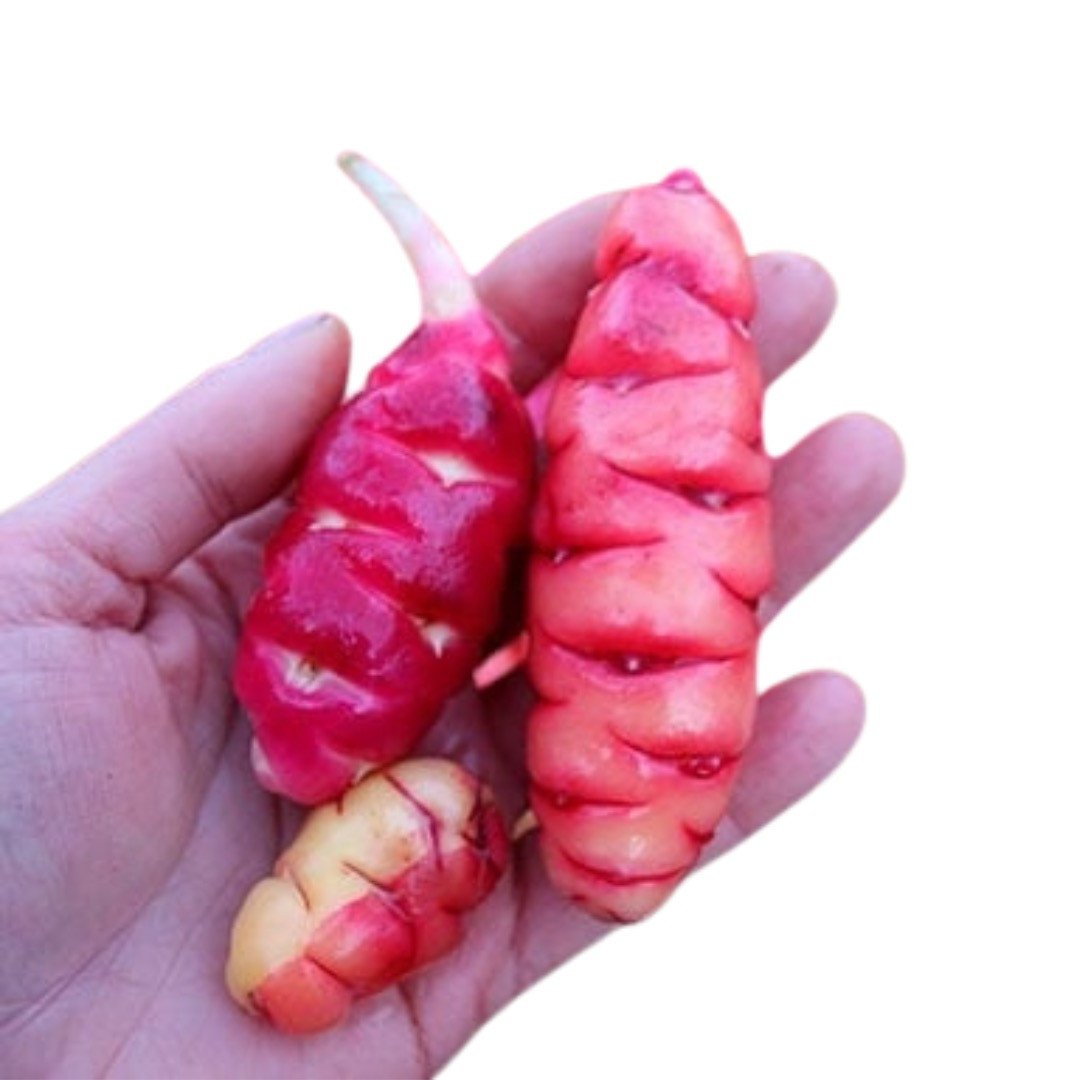 Oca, Neuseeländische Süßkartoffel