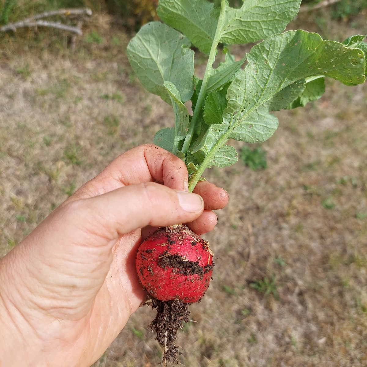 Tomaten sind schön.
Kleiner Supetschmelz. Hatte keine geduld mehr.
Fallobstverwertung linzer Art.
Fallobstverwertung he…