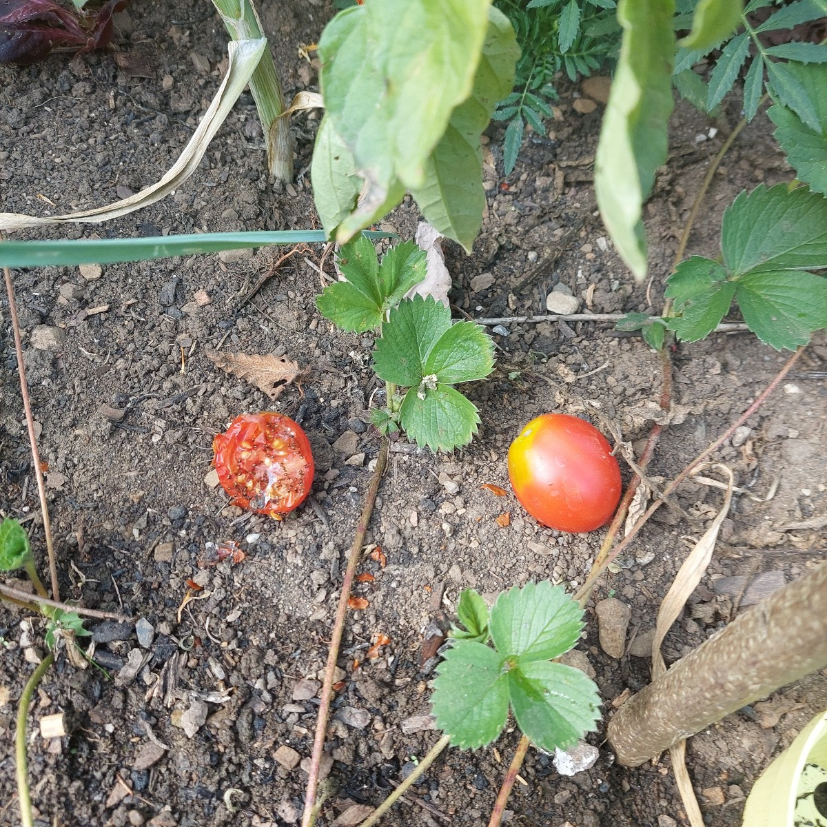 #Einkaufenimgarten
Die Tomaten werden mehr. So schön bunt.
Mal sehen, was mir von den Schnecken(?) vom Weißkraut übrig …