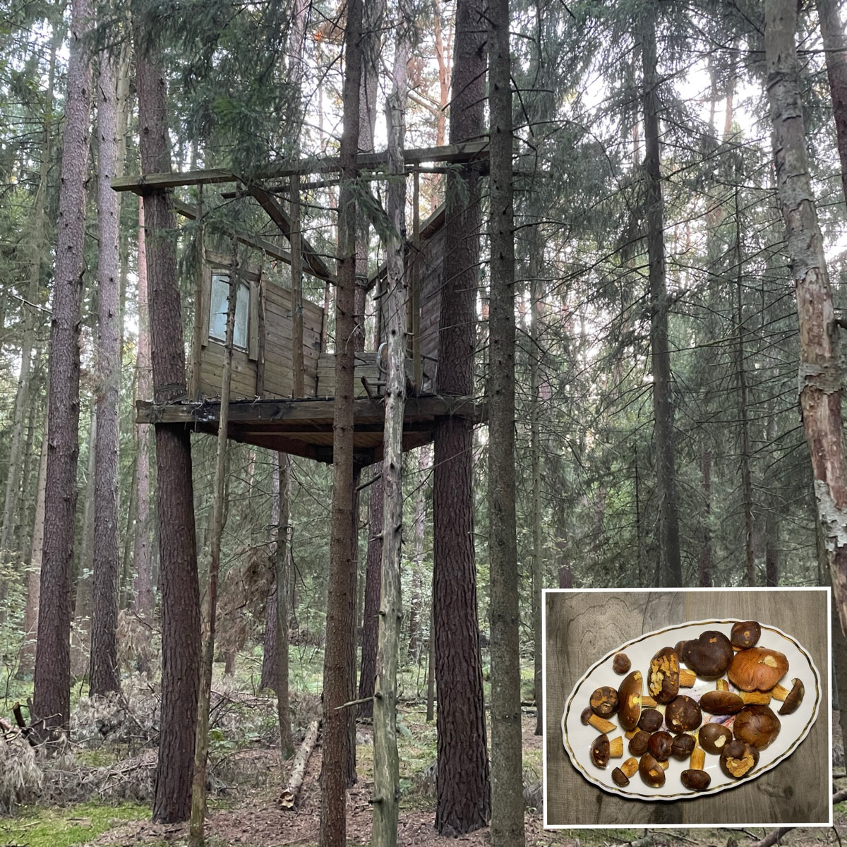 #einkaufenimwald
Gestern nach Feierabend ab in den Wald 🌳🌲… (1/2 einen geeigneten Einstieg suchen 👀 )…

… Pilze 🍄‍…