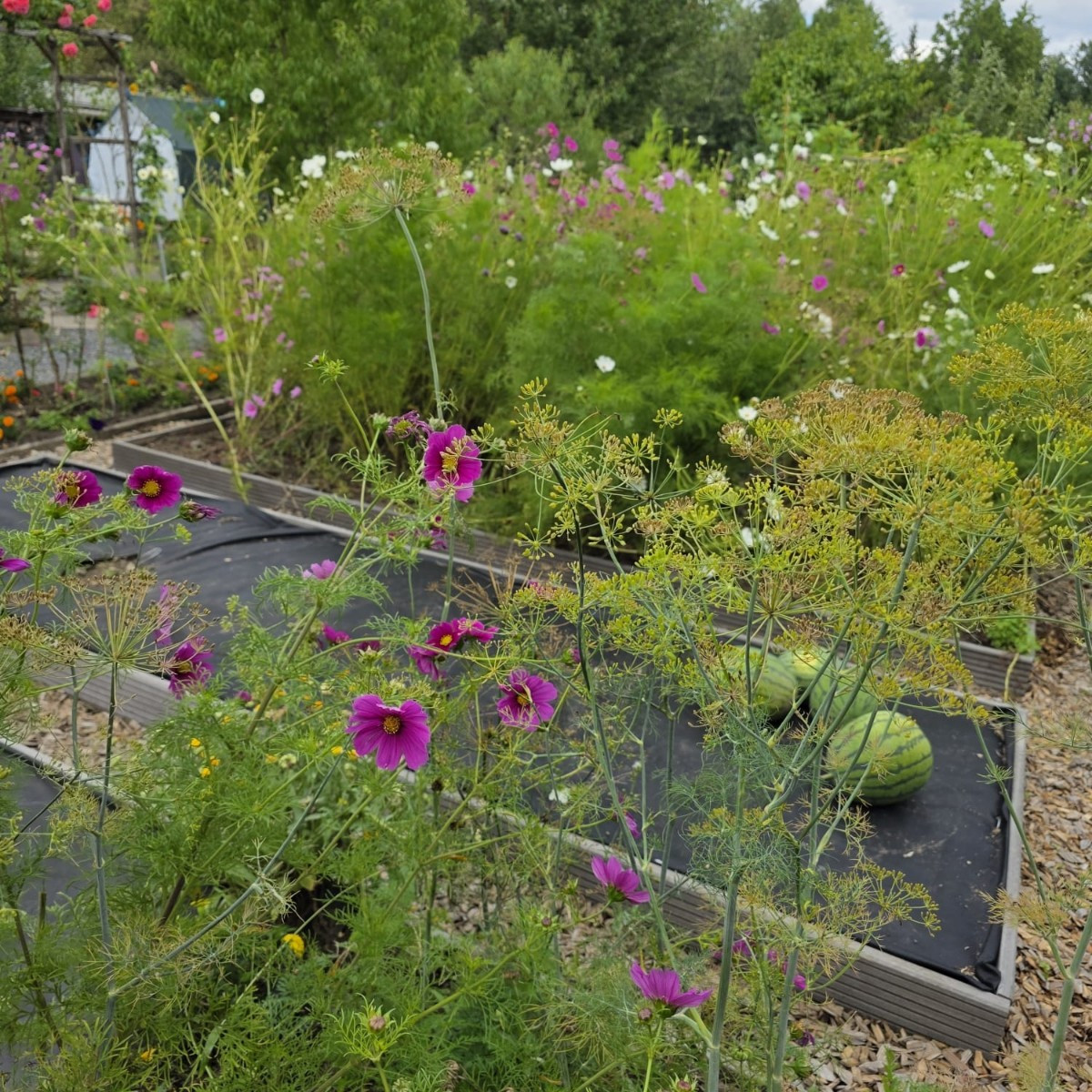 Kleine Ernte und impressionen 
