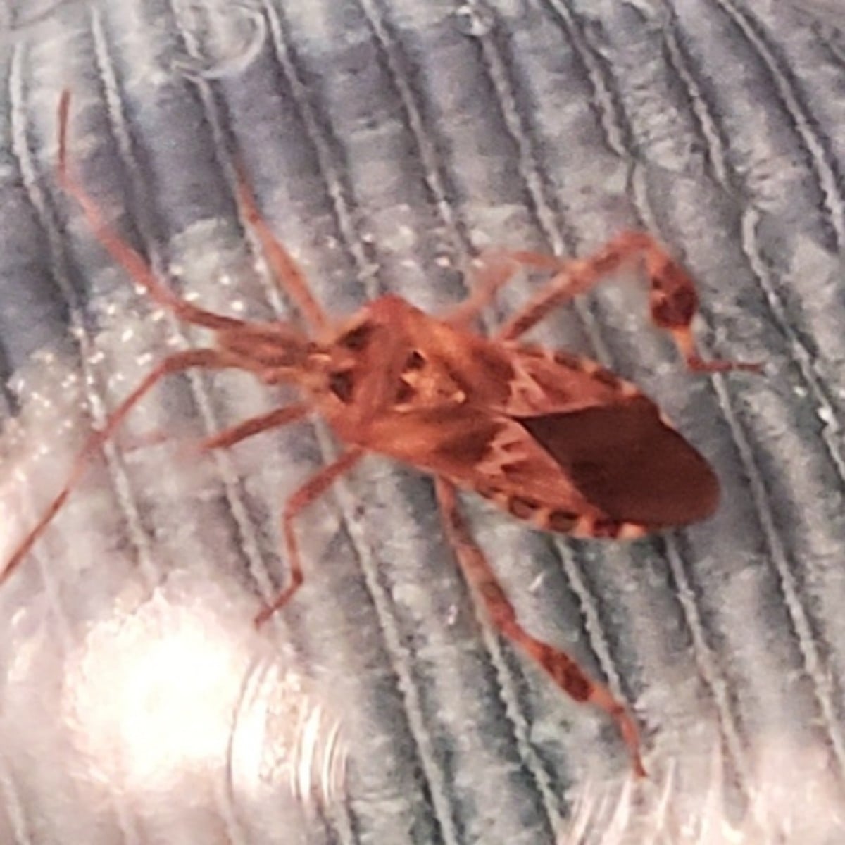...Daß es Herbst wird, hat auch diese Amerikanische Kiefern- oder Zapfenwanze (Leptoglossus occidentalis) bemerkt!
Seit…