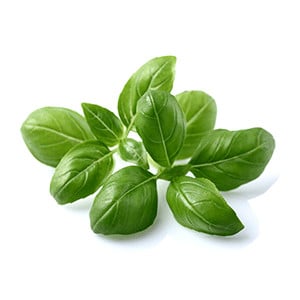 Italian Star