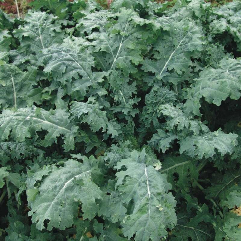 Scheerkohl / Sibirischer Kohl Standardsorte