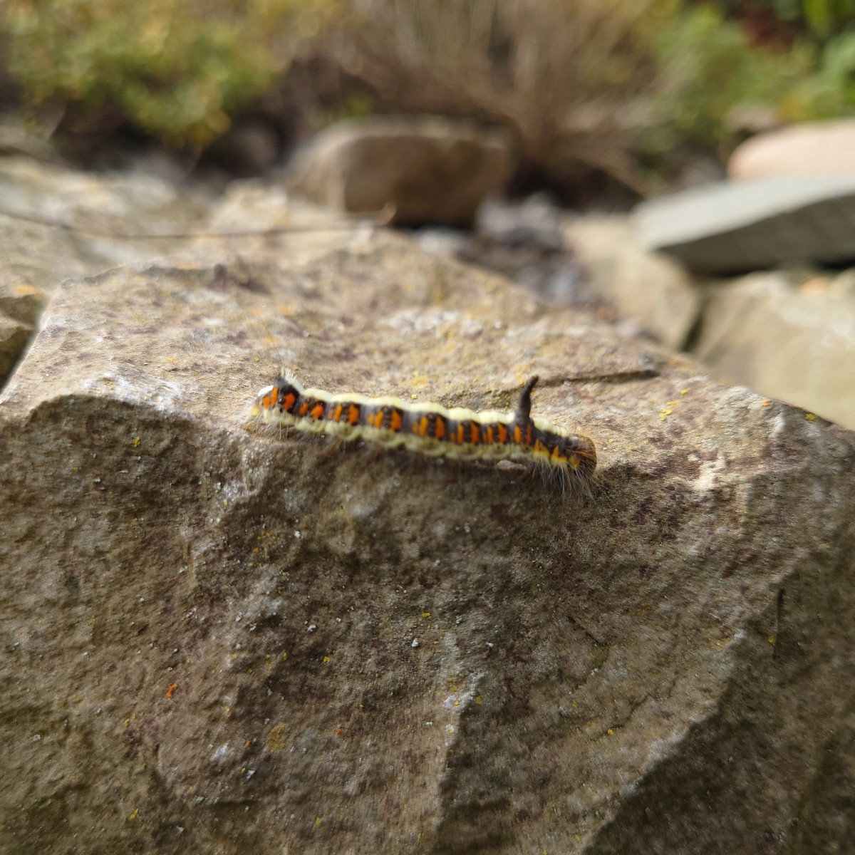 Hallo Freibeergärtner, wenn du Wildpflanzen im Garten ansiedeln möchtest, die dann auch bei dir "bleiben", dann schau m…