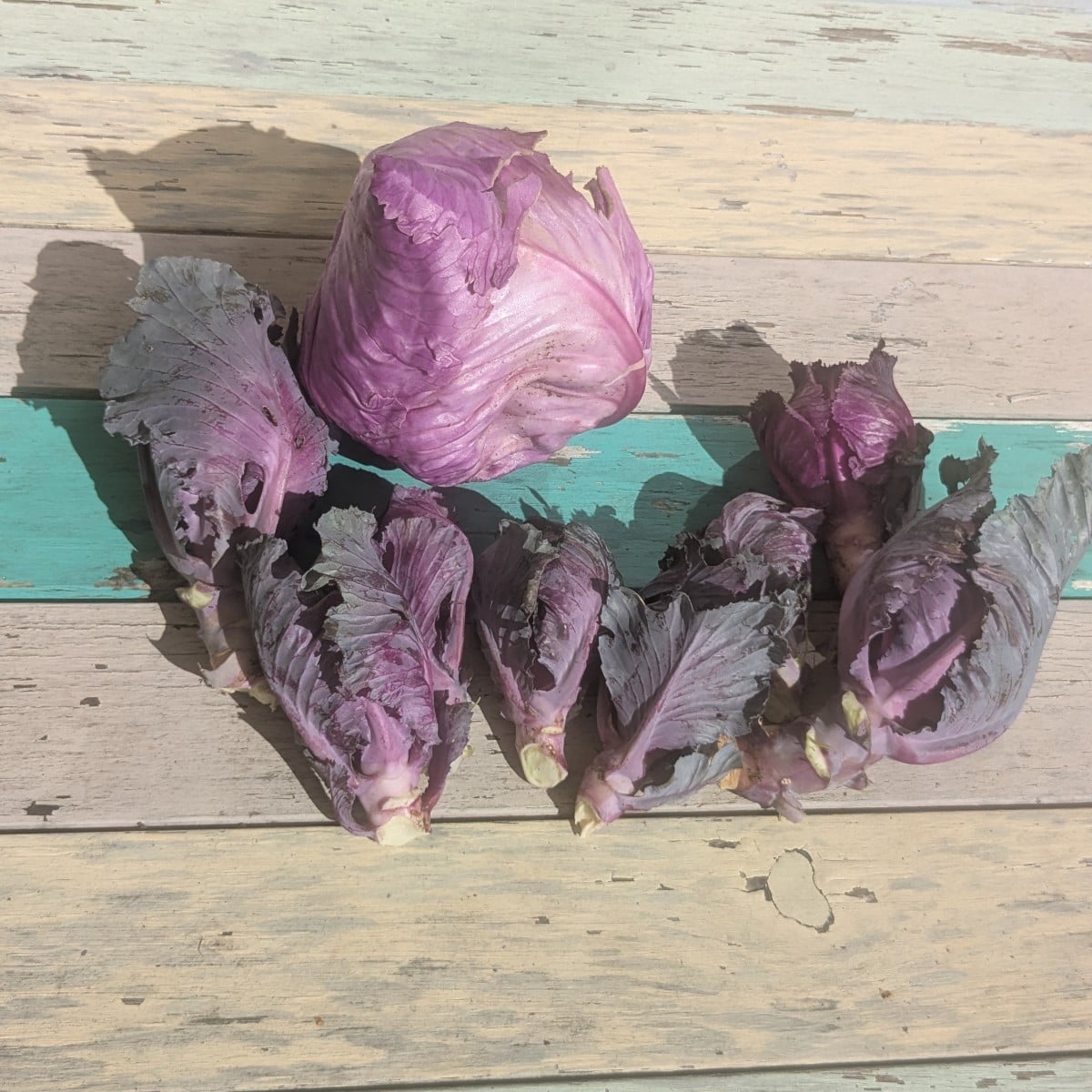 My cabbage is producing a lot of "offshoots"—does that mean anything?