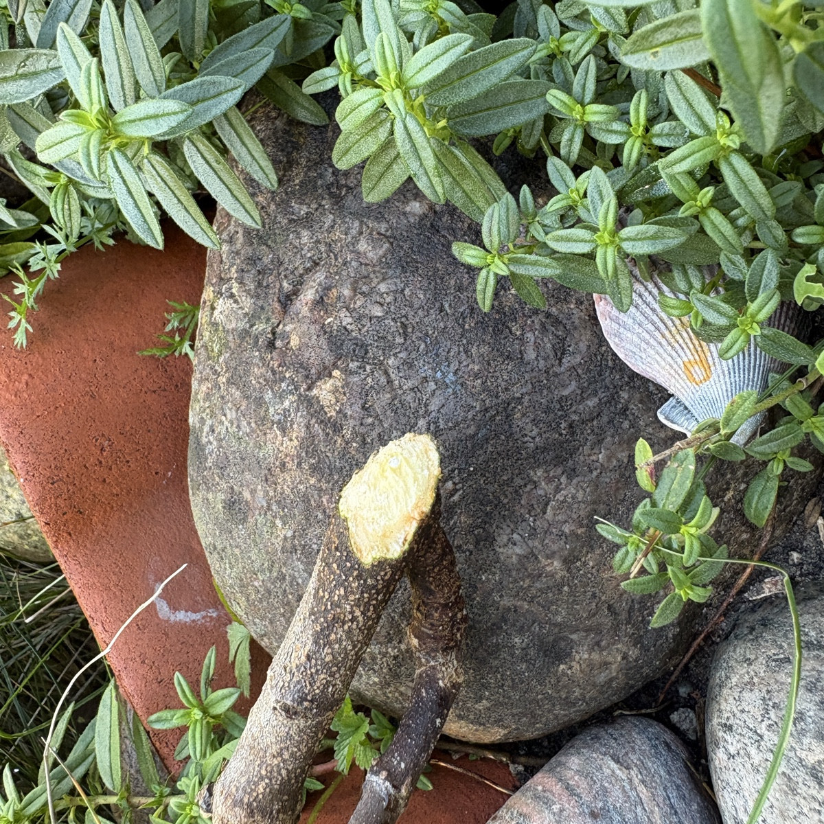 jetzt schlägt‘s aber schon 13! Ich hab dieses Jahr die Mäuse in meinem Garten einfach gelassen, bau eh nicht mehr viel …