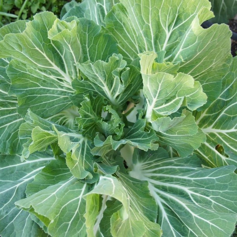 Gemüsekohl - Rippenkohl, Portugiesischer Kohl