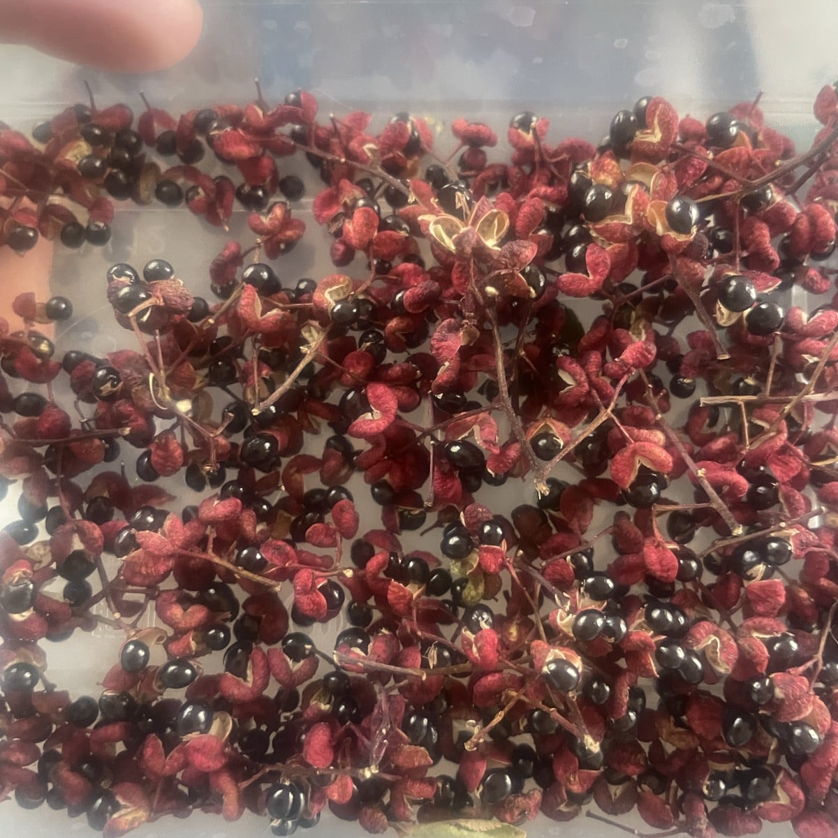 szechuan ist auch geerntet… obwohl letzten winter 2 der grossen überirdisch komplett runtergefrohren sind (sind aber sc…