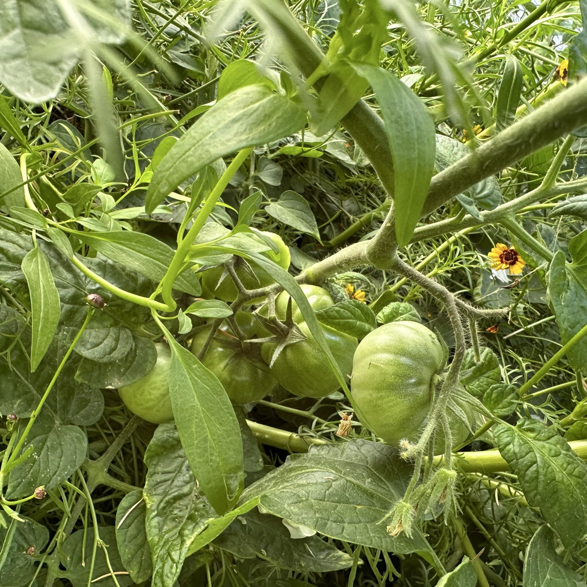 Ich hätte nicht gedacht, dass sich die Tomaten zwischen den Schnittblumen in den Mörtelkübeln so wohlfühlen 😁
