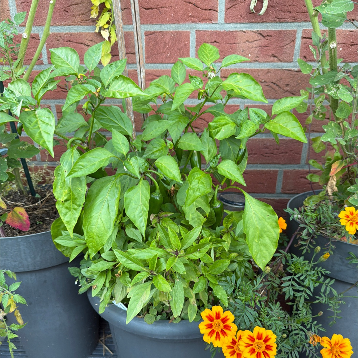Kleines Update Ditt und Datt
@chayote-55456 strebt gen Himmel, mal sehen, was bis zum Frost noch passiert 

@pepino-168…