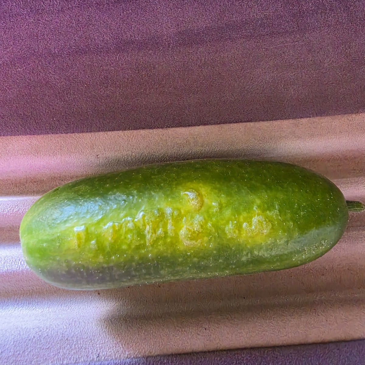 Was ist das auf meinem Mini Gurke,  ist diese noch zu essen?