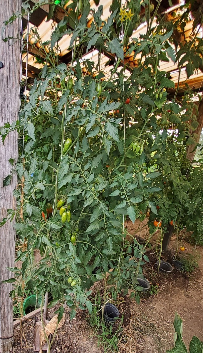 ... vor ein paar Jahren fand ich unter meinen selbstvermehrten Tomaten eine Sorte, die komplett aus der Reihe tanzte...…