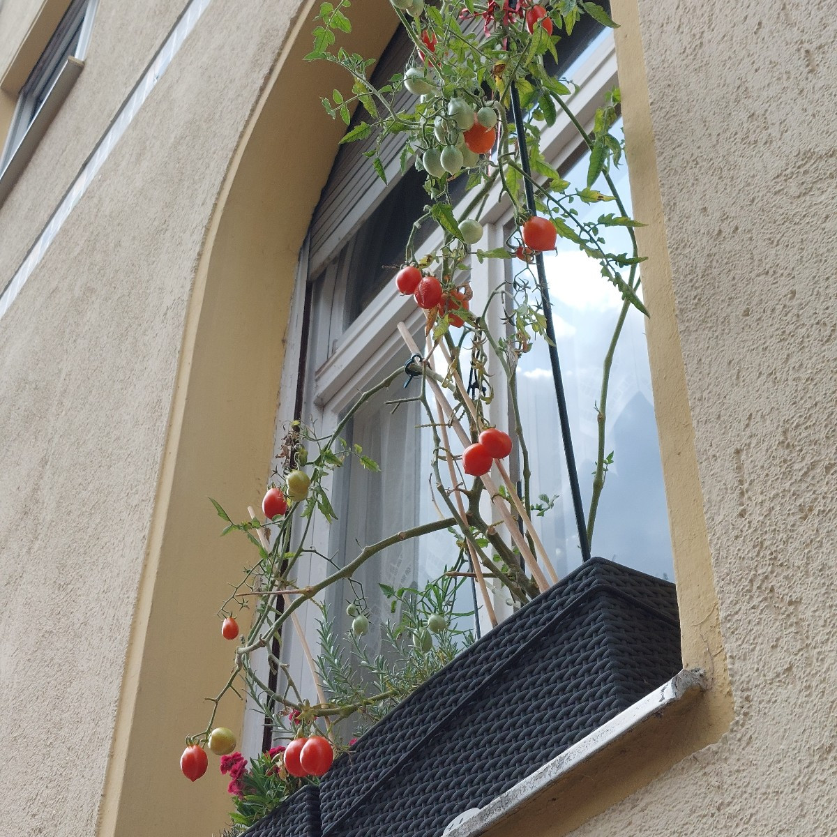 Kleine Ernte gestern. Aber fürn Tomatensalat hats gereicht.
Wie rot muss die Black Strawberry wetden? Reicht das schon?…