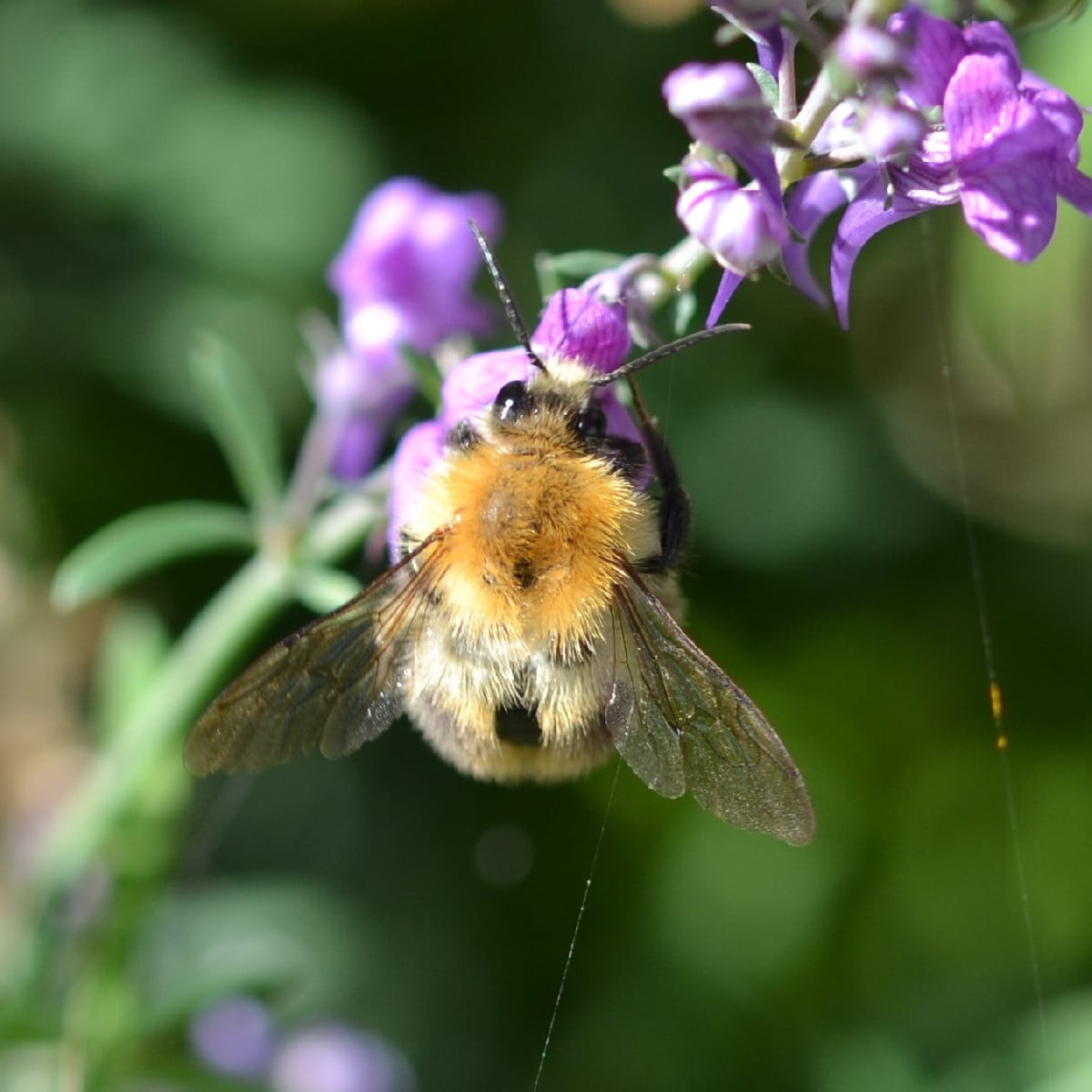 Foto 1: müsste laut Observation.org die Baumsichelwanze sein - die hab ich noch nie fotografiert. Foto 2 und 3: eine Du…