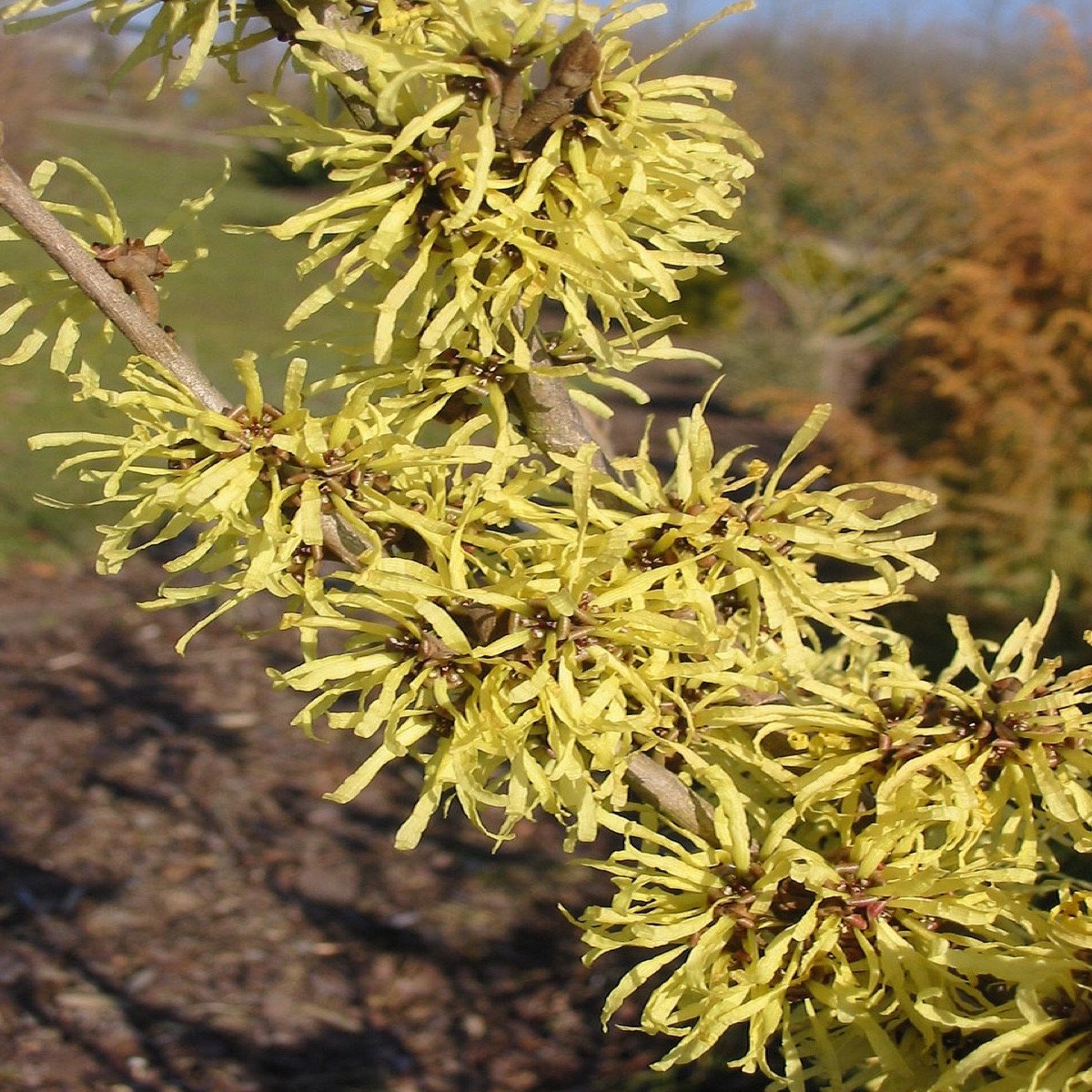 Zaubernuss