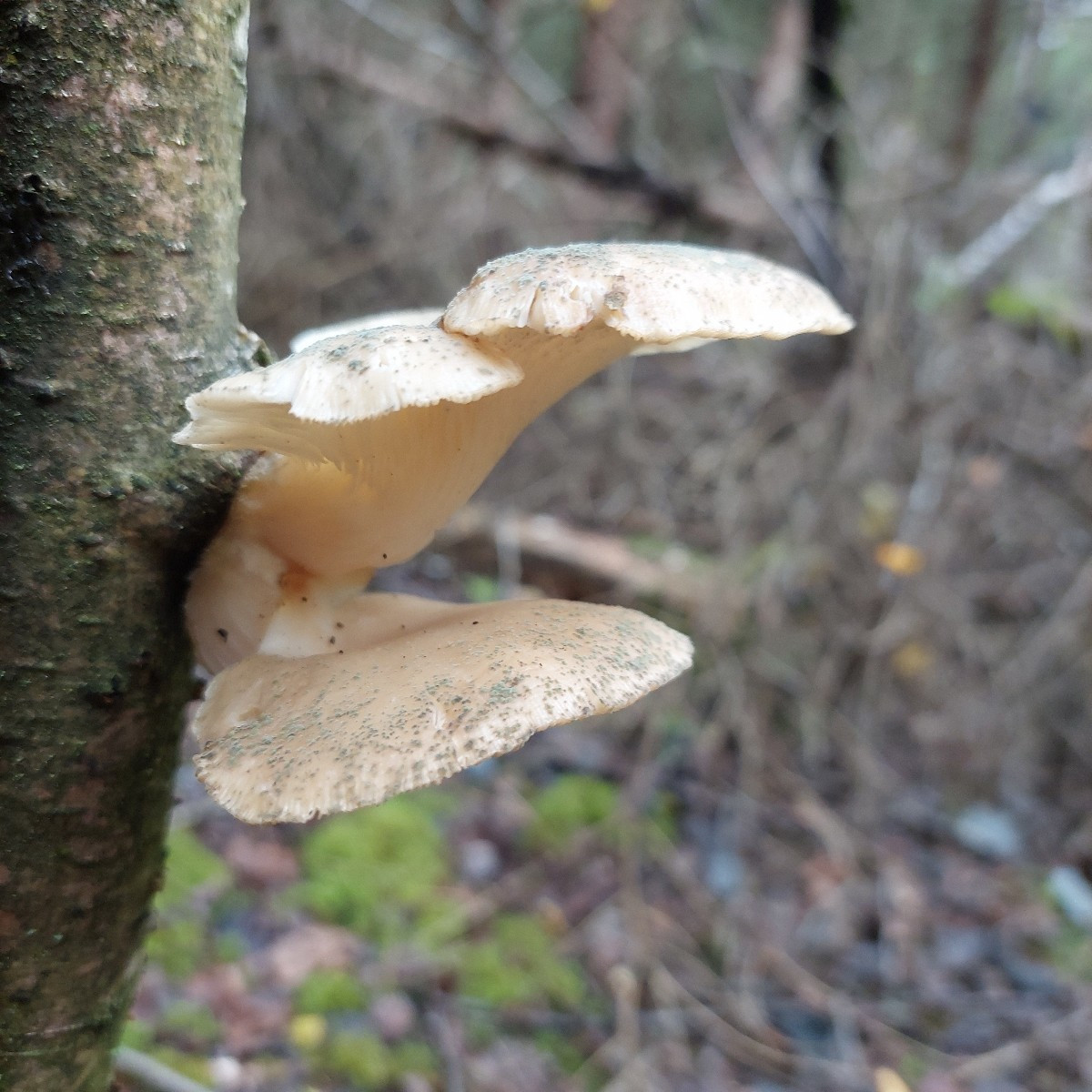 Today I finally went mushroom hunting with a friend.
:-)
I'm happy—I found enough for a meal.
:-D And I'm thrilled beca…