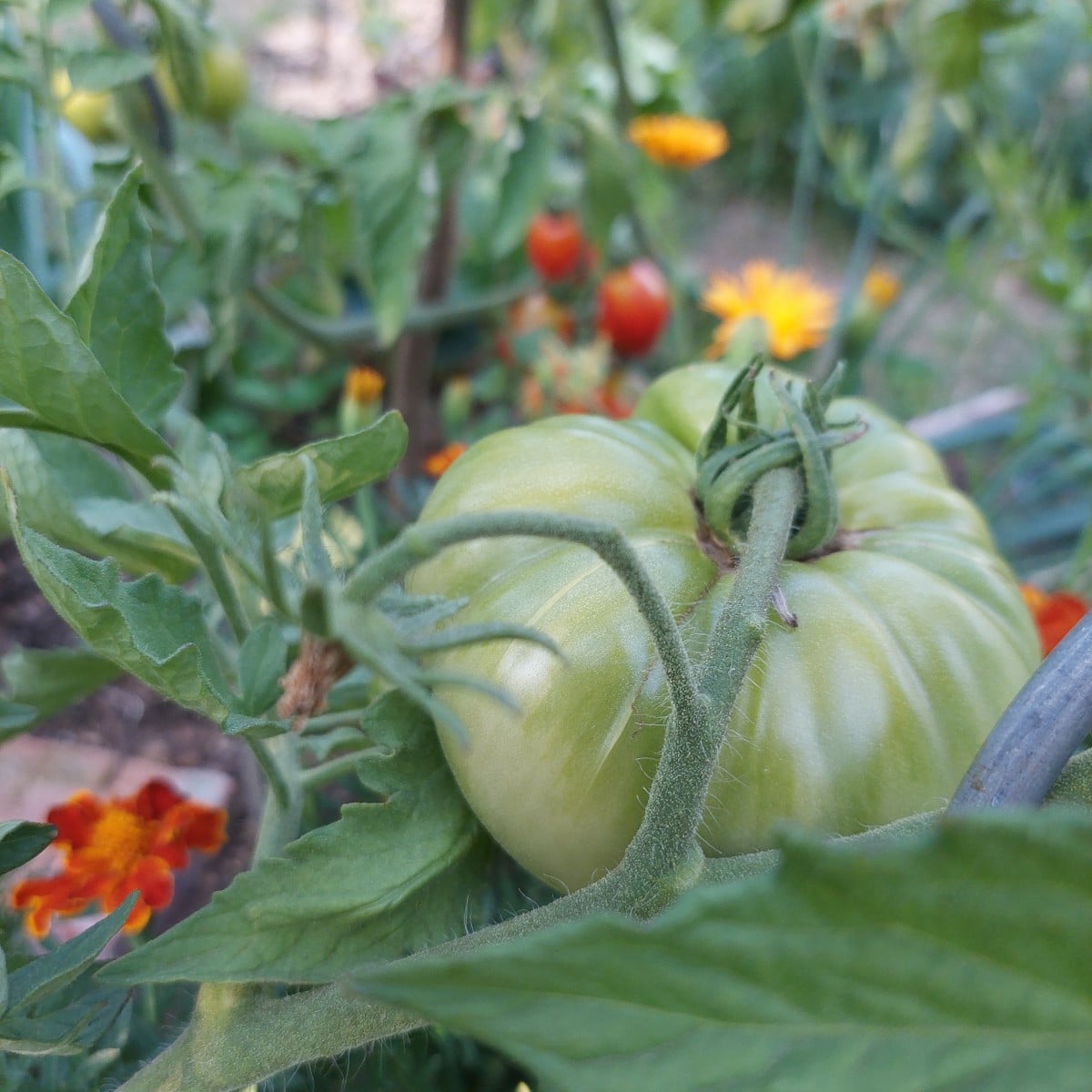 Komposition in Orange. 

Trotz gartensteppe gabs dank bewässertem Gemüse Ernte. Eine Zucchini ist da schon an den nette…
