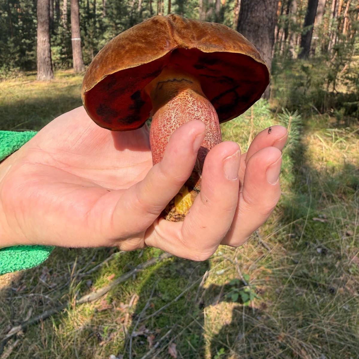 Flockenstieliger Hexenröhling - ein Röhling für Fortgeschrittene. Stimmt es @Luc ?