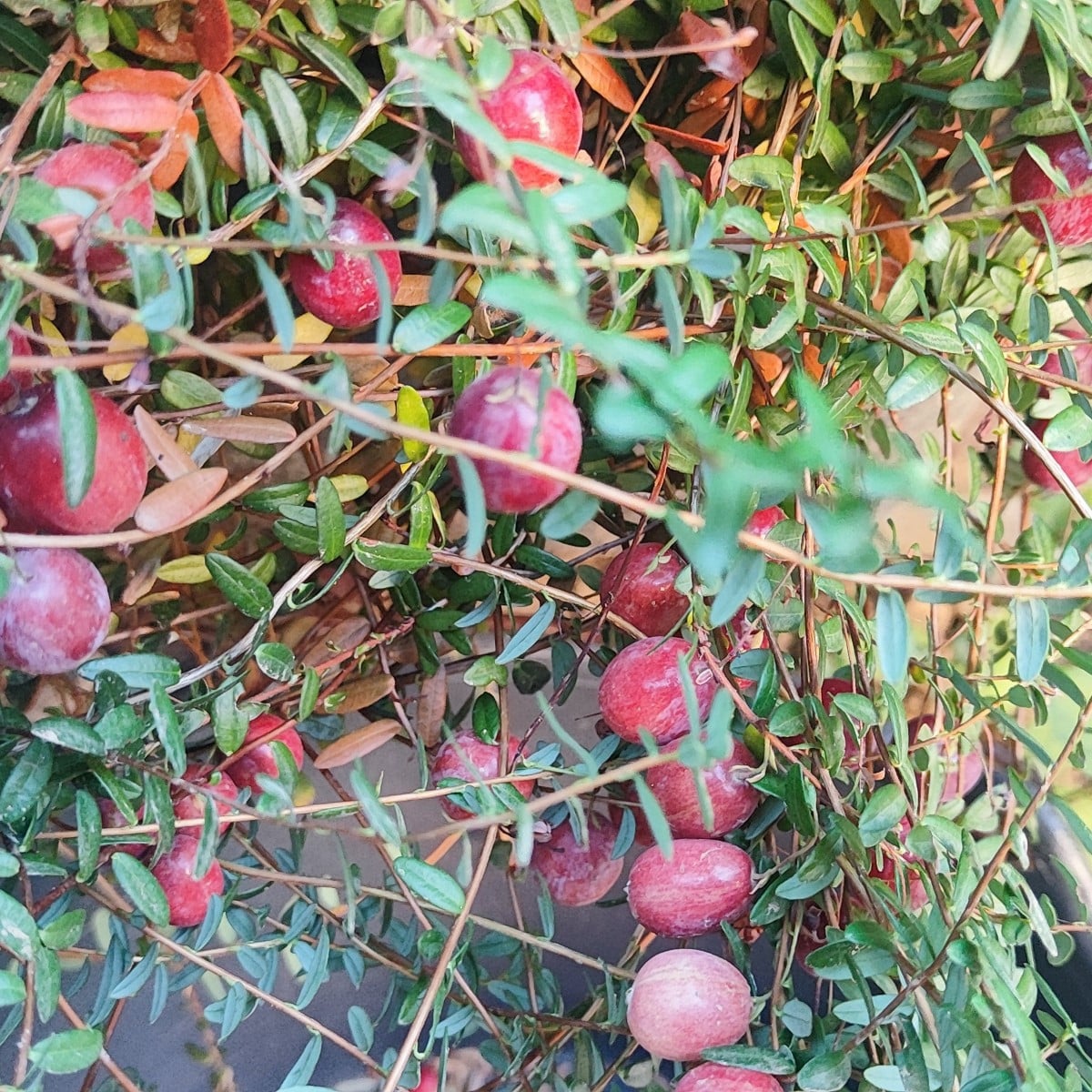 ...Cranberries als Bodendecker zu den Heidelbeeren im Kübel zu pflanzen, sei gut, heißt es🤷 
in einem Kübel wuchern di…
