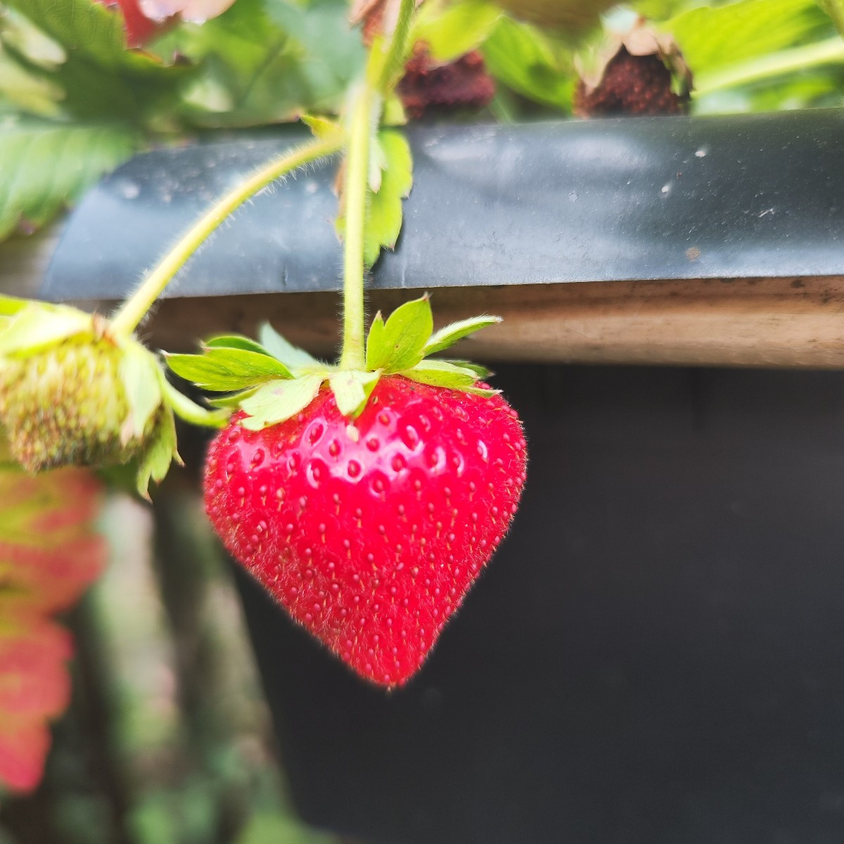 This year, my garden has EVERYTHING. From a total failure with the cucumbers to bolted lettuce and failed cauliflower, …