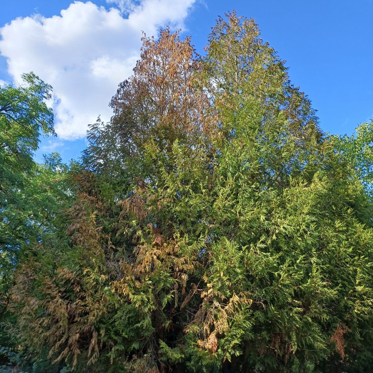 Meine Thuja Bäumchen (ca.8 Meter hoch) hats erwischt.
Krone ist beim linken komplett Braun, dachte erst liegt an der tr…