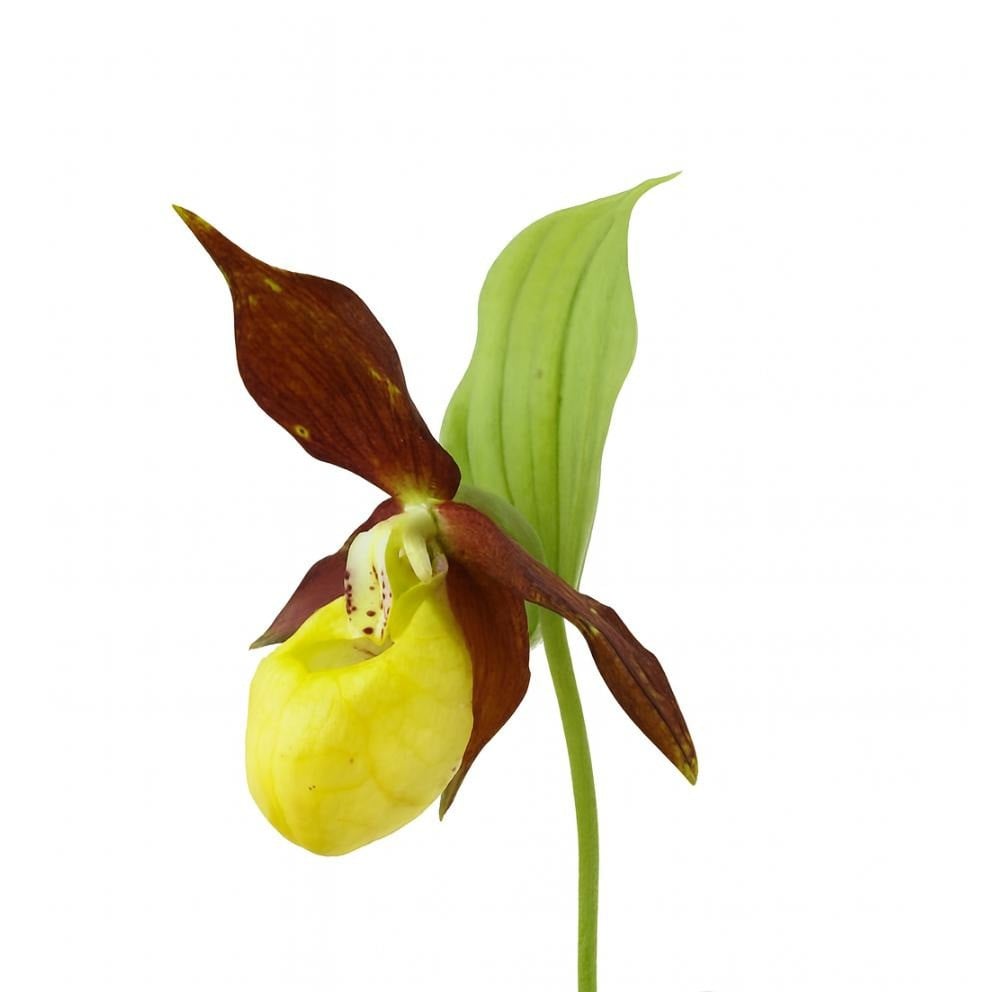 Orchideen - Frauenschuhe