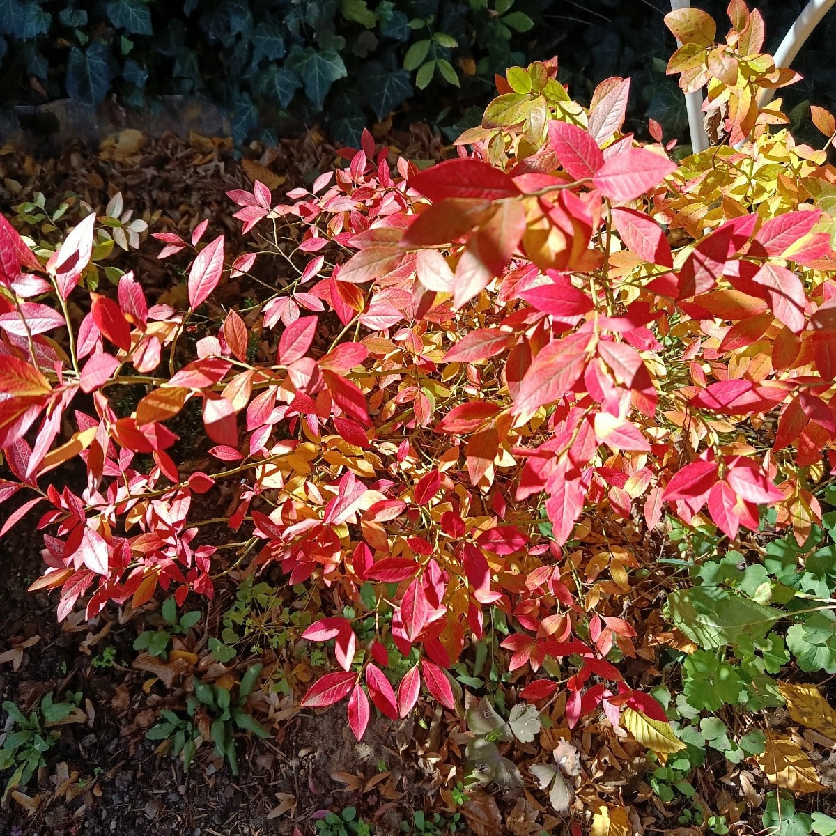 Indian Summer, ich liebe es....