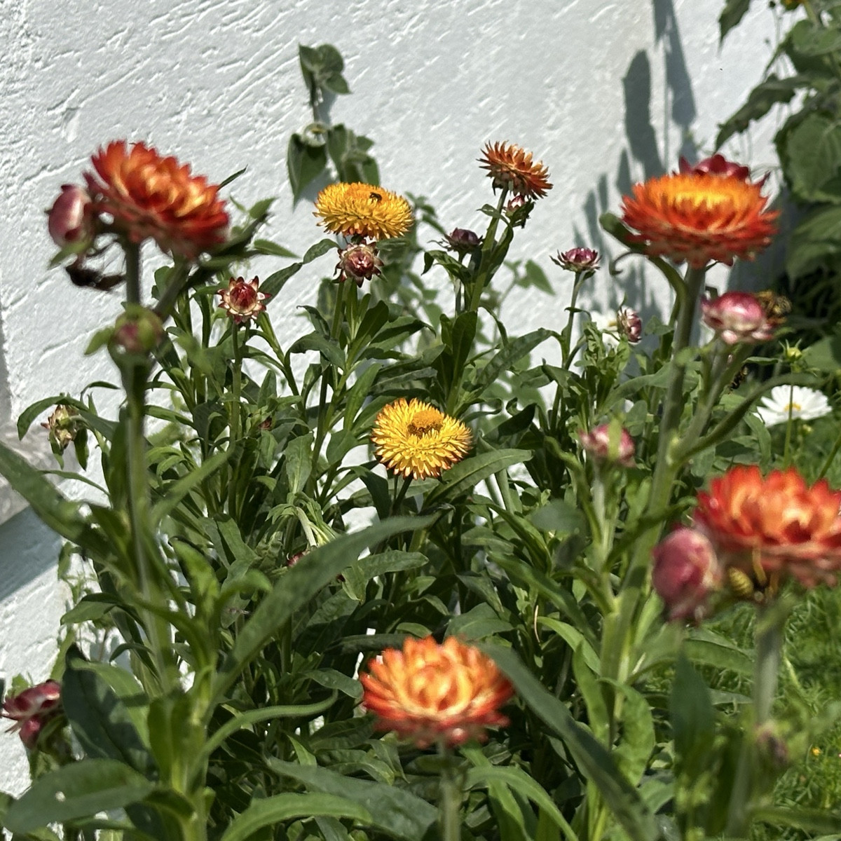 Nach dem ersten Schock vom Sturm, hab ich mal richtig geschaut und abgeknickte Pflanzen zurückgeschnitten. Mein Herzbla…