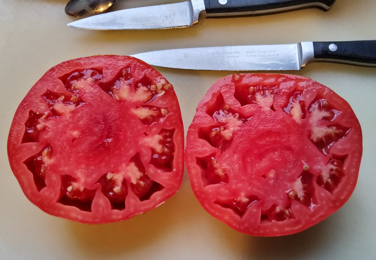 ... vor ein paar Jahren fand ich unter meinen selbstvermehrten Tomaten eine Sorte, die komplett aus der Reihe tanzte...…