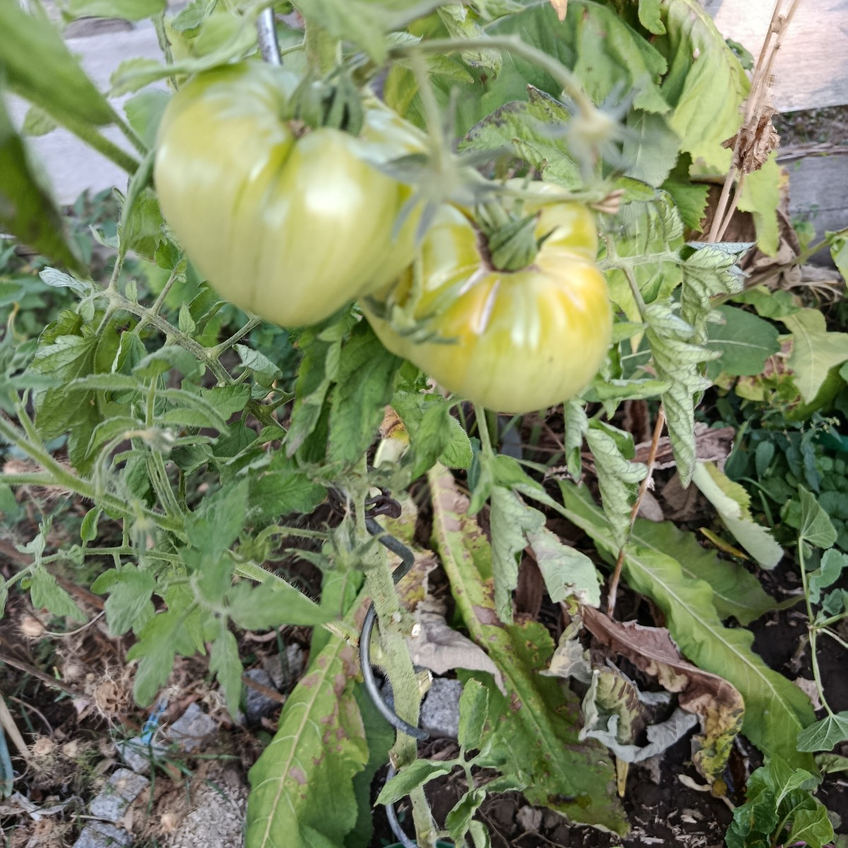 Die Tomate Goldita produziert und trotzt der Hitze. Ananastomate habe ich dieses Jahr nur zwei.😥
Kürbis ist auch nicht…