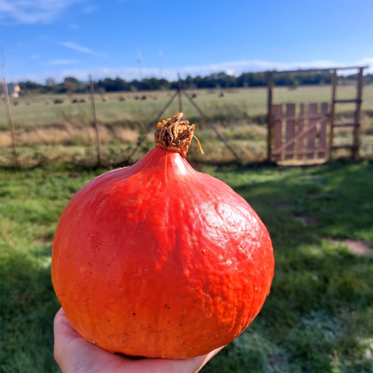 Die Test-Ernte war erfolgreich! ...und super lecker! 🎃😋
Morgen kann die Kürbis-Ernte dann richtig losgehen. 🫡