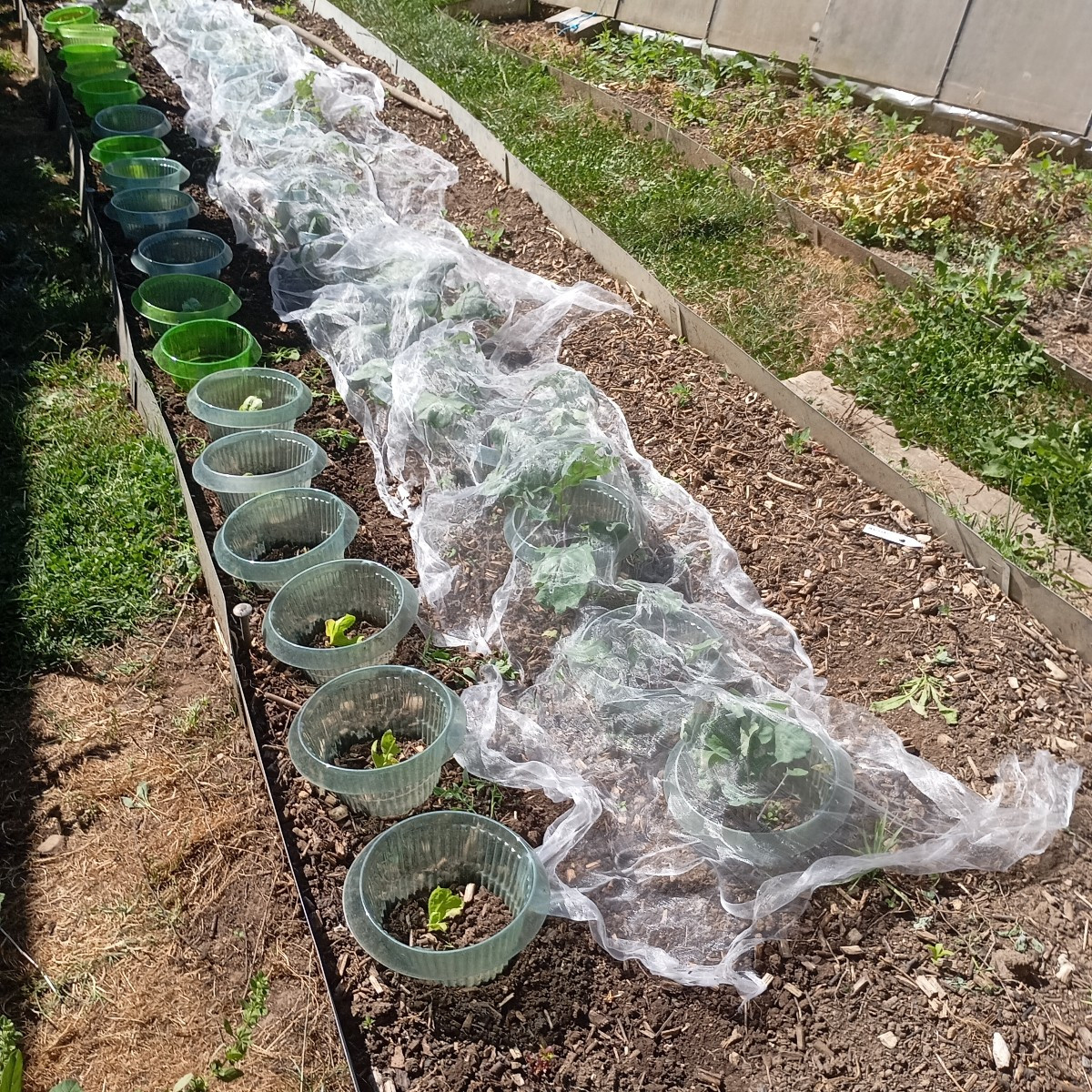 Tag über muß ich daß Insektenschutznetz auf dem Kohl legen nachts muß ich es wieder abnehmen wegen den Schnecken 