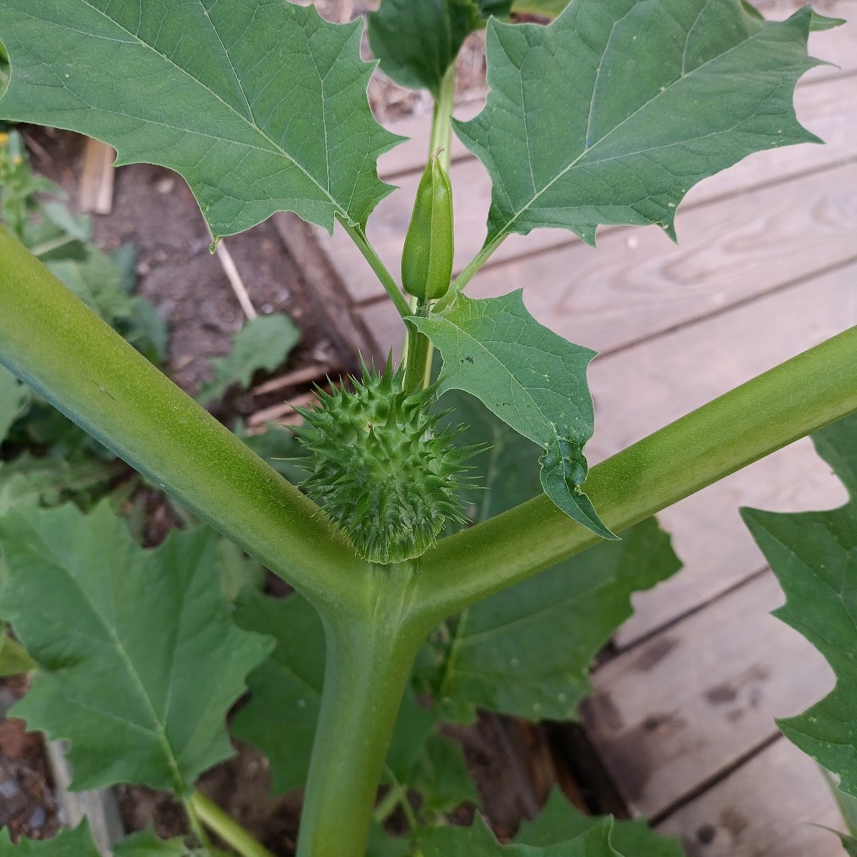 wer kennt solche Pflanzen?
hat sich wild bei uns im Garten ausgesamt,
sieht für mich wie Zucchini oder Kürbis aus, busc…