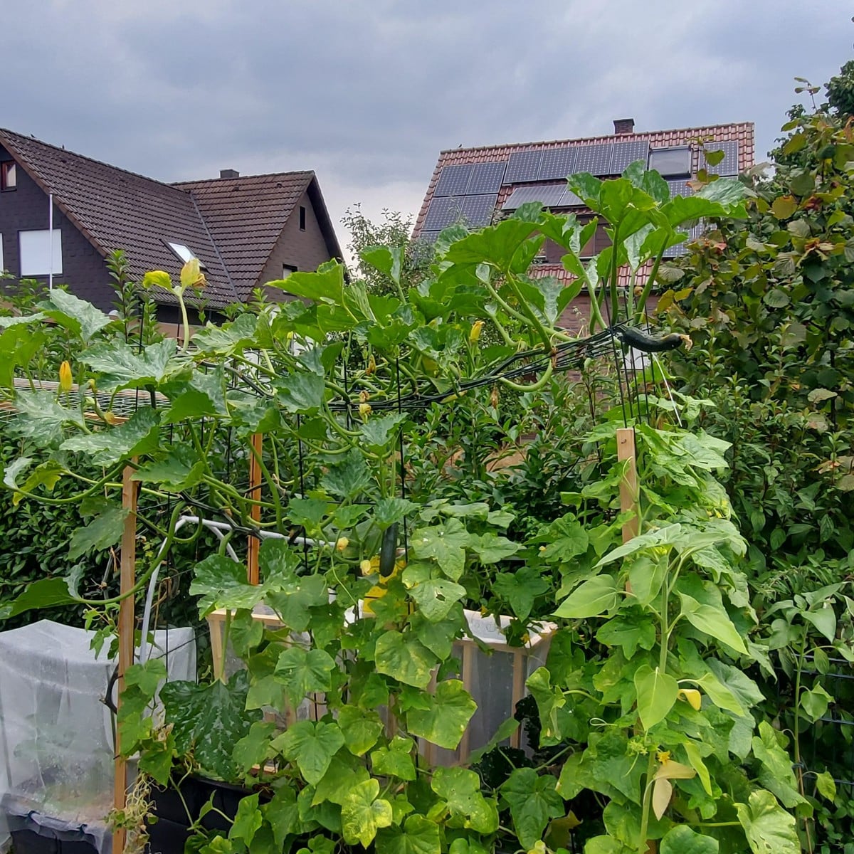 1. Habe meinen Porre früh komplett geerntet um Platz zu schaffen und weil die erste Stange in die Blüte gehen wollte. 
…