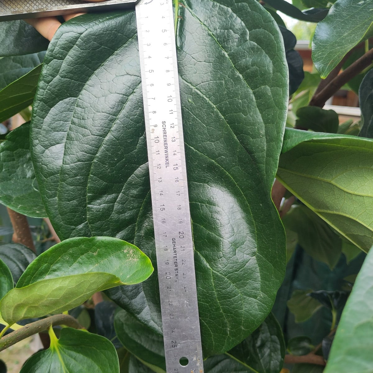Hab heute ein ~30cm Kakiblatt entdeckt, hab noch nie so ein gigantisches gesehen. Es schaut in echt noch größer aus, al…