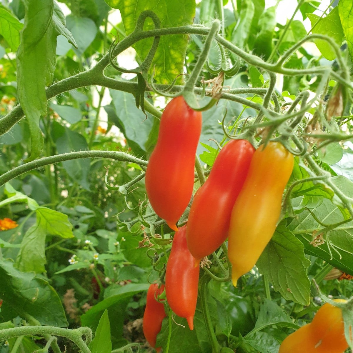 Einige Tomaten aus der aktuellen Saison. Die erste ist eine Azozychka geschmacklich gefällt sie mir sehr gut. Das zweit…