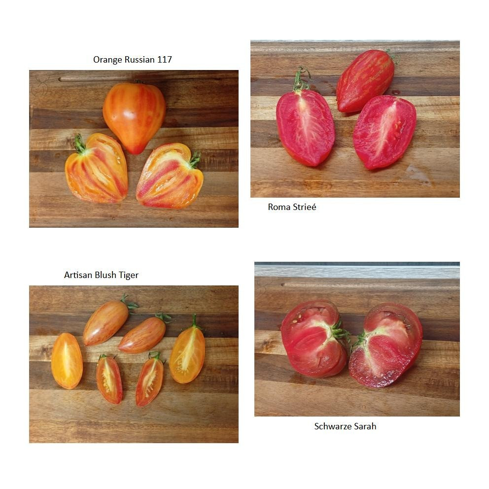 Gestern Abend wurden die ersten reifen Tomaten einiger unserer diesjährigen Sorten verköstigt. Dazu gab es eine Käsepla…