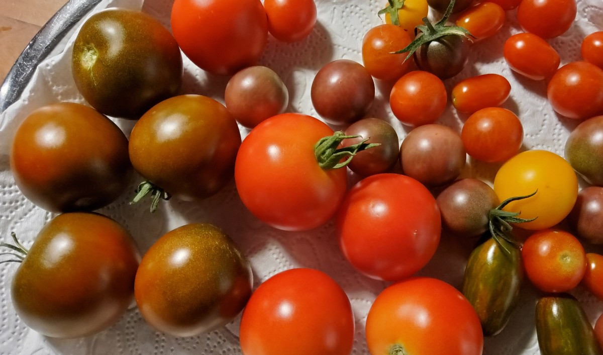 ...also watt denn nu?  🤔... Ist die schwarze Krim jetzt ne Fleischtomate, oder doch nur eine mittelgroße Rundtomate? 
…