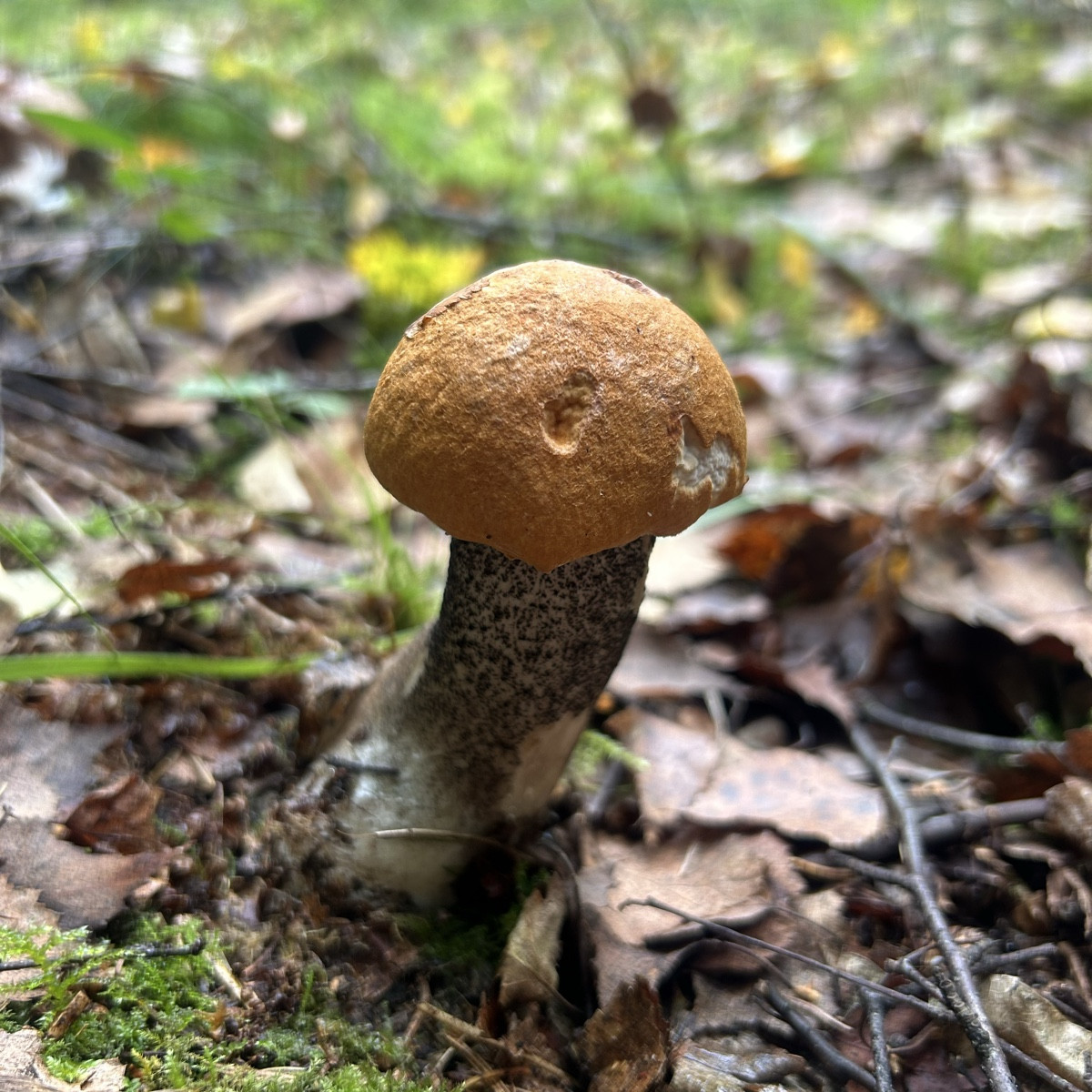 Fungi Monday 😇🍄‍🟫

Heute eine schöne Tour gehabt mit vielen herbstlichen Eindrücken und einer Vielfalt an Pilzen. Di…