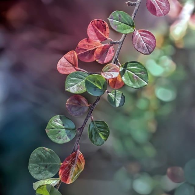 Berberitze Berberis vulgaris